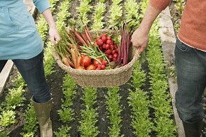 Tout savoir sur le potager - Gamm vert