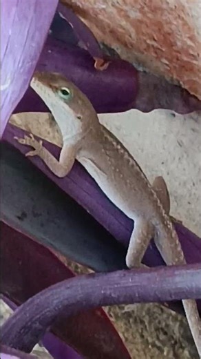 Lizard on the purple heart leaf