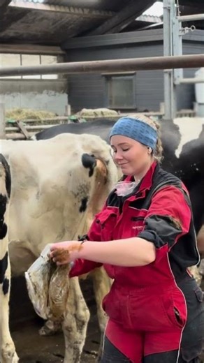 🐄 Come With Me to Inseminate Cows 🎀 | Dairy Farm Life #Shorts