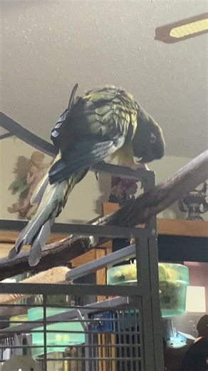 AR Parrot & Wildlife Rescue (@ar.rescue)’s videos with original sound - AR Parrot & Wildlife Rescue
