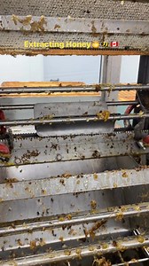72K views · 599 reactions | Extracting honey  #honey #bee #beekeeping #canada | Beekeeper in Canada | Facebook