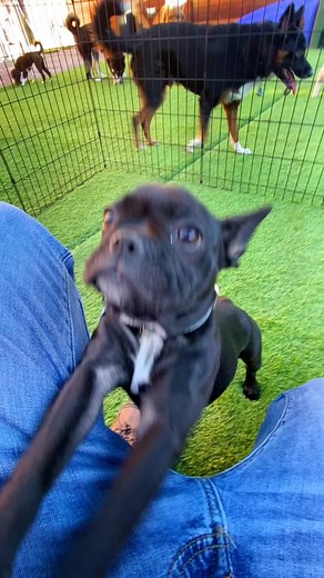 Frenchie Puppy Crate Training: A Step-by-Step Guide