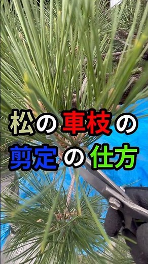 How to prune pine tree branches #gardener