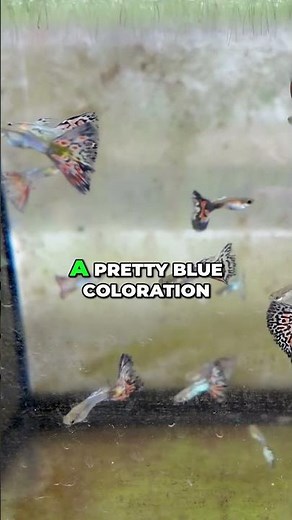USA Bred Japanese Blue Mosaic Guppy | Beginner Fish