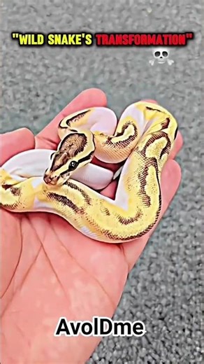 big snake anaconda transformation