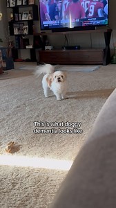 If your dog is showing any of these symptoms, it may be time to learn about Canine Cognitive Disorder, or doggy dementia. Please reach out with any questions. We are here to support you and your pets! ❤️ #dogdementia #doggydementia #dementia #dementiaawareness #olddog #seniordog #caninedementia #seniordogsofinstagram #olddogsofinstagram #seniordogsrock | Dr. Buzby's ToeGrips for Dogs