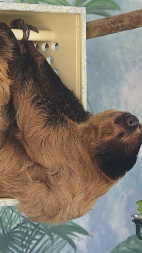 One of Charlie the Linné’s Two-Toed Sloth favorite things to do is snooze! 🦥 Has this time change affected your sleep? Walk it off with a visit to the L.A. Zoo! www.lazoo.org. 📸: Zach Rich | Los Angeles Zoo