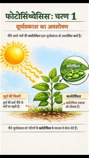 Photo Synthesis Process #photosynthesis #science