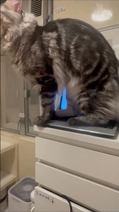 Maine Coon Meow缅因猫叫声#shorts