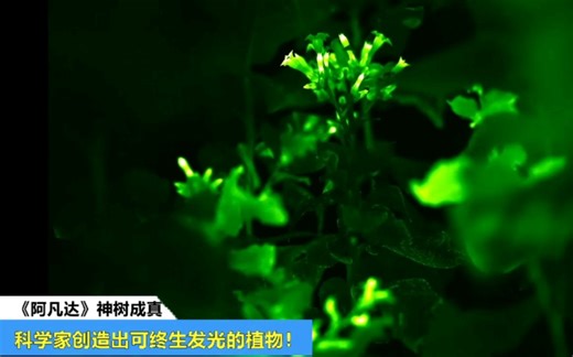 《阿凡达》荧光树成真！科学家创造出“可终生发光”的植物