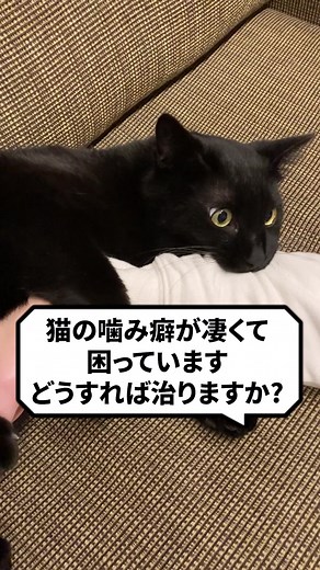 猫の噛み癖治し方と理由：線噛むや止めさせる方法