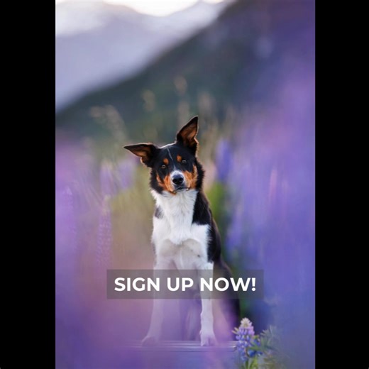 Tired of chasing your tail with YouTube tutorials? Dog-tired of articles only covering weddings and family portraits? Want to give your pet photography skills a new leash on life? Get 101 FREE daily email tips from Unleashed Education! Handling, lighting, composition & more! 📸 No strings attached - cancel anytime. Fetch it now before it's gone fur-ever! | Unleashed Education