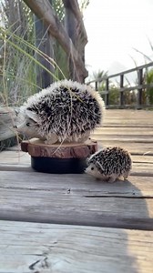 Christmas Hedgehog Family Sewing Pattern – PDF   Video Tutorial - Etsy