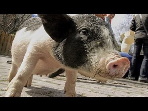 Red river hog piglet born at Nashville Zoo