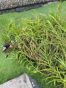 Juvy Baluntang Adaya on Reels