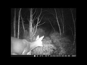 CamPark T45 1080p HD Trail Camera Review