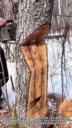 안전한 벌목 기술: 나무가 쓰러지는 방향을 제어하는 정밀한 커팅 방법 #벌목 #나무베기 #벌목기술 #산림관리 #전동공구 #벌목작업 #안전수칙