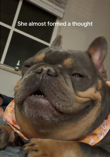 #fyp #foryou #frenchie | the biggest beef steak