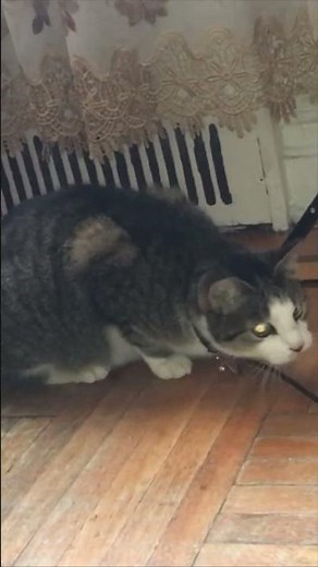 👆👆 🎤 Sousaphone King Joe's Hottest Fan! 👑 Cat Rapper Cookie Drops a Bold Hip-Hop Beat 🔥