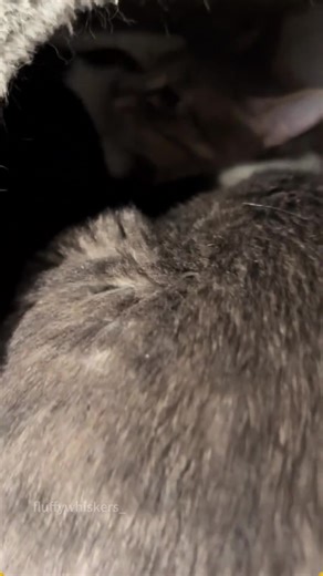 Funny Cat Love Moments Captured on Video