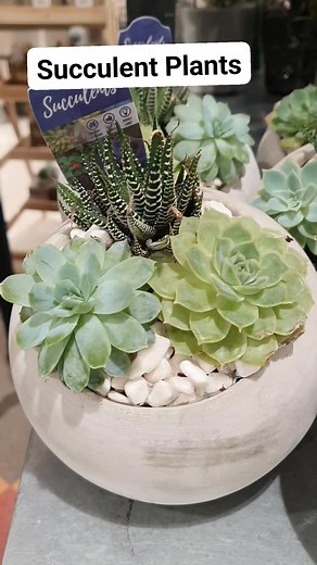 Succulent Plants, also known as succulents.The word succulent comes from the Latin word sucus, meaning "juice" or "sap"..... #LalaWelcometomykitchen #succulents #succulentplants #plantsmakepeoplehappy #plants | Lala WelcometomyKitchen