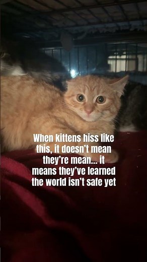 3/5 storage compound kittens. Hissing comes before purring until they learn humans can be safe again