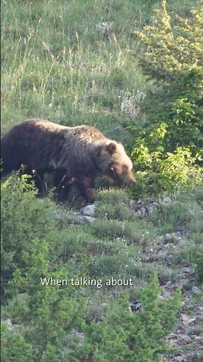 In the Central Apennines, in Italy, sharing space with wildlife is part of everyday life