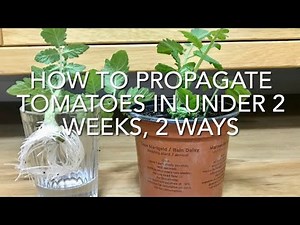 How To Propagate Tomatoes, How To Take Tomato Cuttings, Propagating Tomatoes