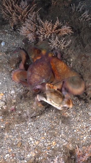 Rodrigo Fonseca on Instagram: "Octopus vs crab 🐙🦀 Octopus love eating crabs, as one of their more substantial sources of protein. This video happened so quickly I had to slow it down to 20% to capture the chaos! Notice the hungry octopus incredible agility and independent arm movement in securing the crab and enveloping it. The crab in its defense, used its large claws to fend off an incredible attack! How does the Octopus eat the crab once captured? It uses its only ‘bony’ organ, its ‘beak’ a