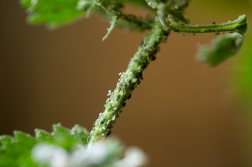 How to Control Aphids on Indoor House Plants