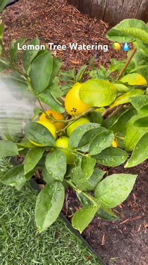 Watering My Lemon Tree 🍋💧 | Mediterranean Garden Series Ep. 7