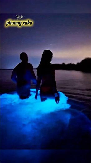 Glowing Beach When You Touch It – A Mysterious Creature as Beautiful as a Science Fiction Movie #...