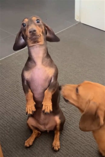 Dachshunds are the funniest. #dog #dachshund #foryou #funnydog #fyp | Dachshund