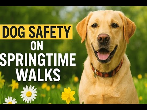 5 Dog Safety Tips for Spring Walks 🌼🐾 #DogSafety #SpringtimeWalks #PetCare #DogTips #HealthyPets
