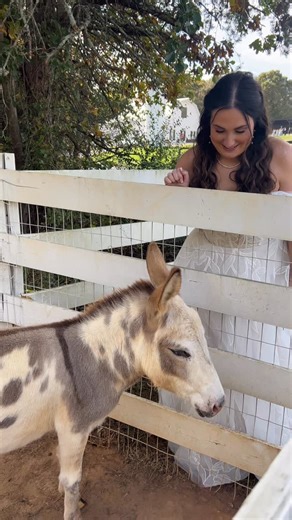 @redbird_ridge_estate on Instagram: "This bride is enjoying our mini donkey on her wedding day on the estate at our NC wedding venue. #minidonkey #weddings #weddingday #farm #charlotteweddingvenue"