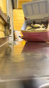 The fishing is getting better by the day! If you wanna book a trip shoot me a call or text! 918-413-6367 TOPHAT Jigs Power Crappie LLC: Home of Todd Huckabee Rods Rob's Tackle | Seth Haynes