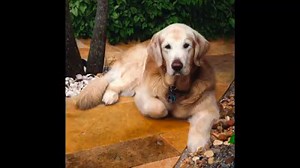 315K views · 15K reactions | Do you love dogs?! I do!! Gorgeous Golden Retriever drawing by Heather Rooney Art Must watch! | Drawing the Soul | Facebook