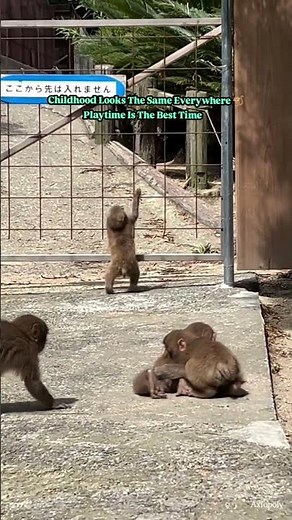 Baby Monkeys Playing Together 🐒❤️ The Cutest Wild Friendship #animalshorts #babymonkey #wildlife