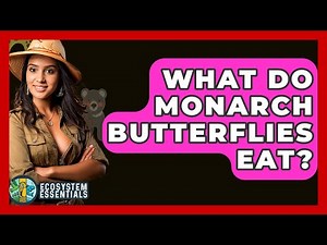 What Do Monarch Butterflies Eat? - Ecosystem Essentials