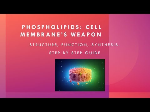 Phospholipids: Cell Membrane's Weapon