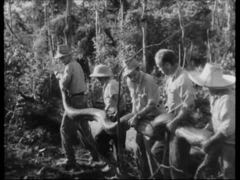 Anaconda (1954) - Trailer