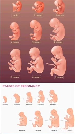 Pregnancy stages