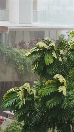 Heavy Rain & Wind Through Trees 🌧️ Storm Ambience #rain