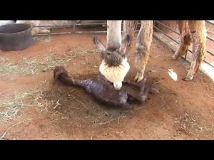The live birth of a cria (alpaca newborn).