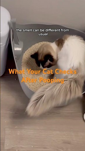 What Your Cat Is Really Doing When It Sniffs Its Poop Explained Simply #catlife#catfacts#catshorts