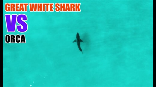 Orcas vs great white sharks: Stunning new drama in Mossel Bay!