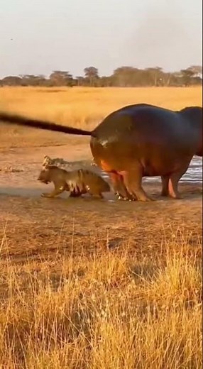 Hippo’s Dirty Defense Stops Tiger Ambush 🦛🔥