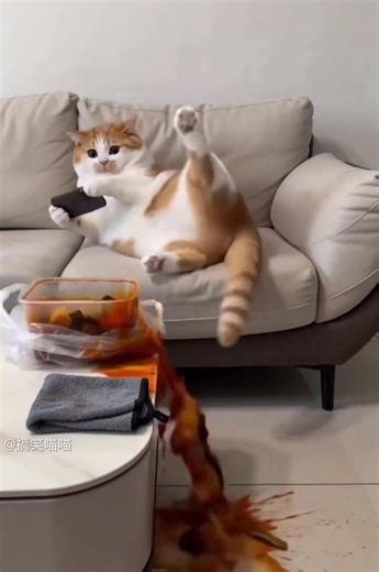 搞笑猫咪卡通短片：夫妻日常与零花钱闹剧