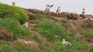 「Fulmar Nesting On Grass Cliff」の動画素材（ロイヤリティフリー）1032671012 | Shutterstock
