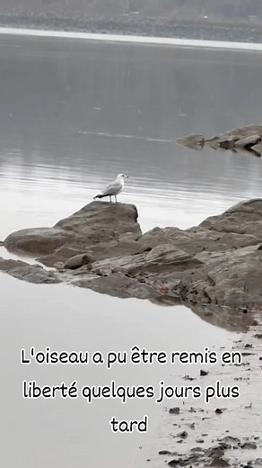 13K views · 378 reactions | Une procédure spéciale ! 朗 Voyez de près la procédure d'implantation de plumes (ou imping) du goéland Mélanie ! Une procédure qui nécessite une technique bien précise ainsi que beaucoup de minutie. | SOS Miss Dolittle, Centre d'aide pour animaux sauvages | Facebook